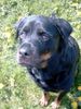 Rottweiler Foto: und nocheinmal der Rocco (ID 11540) Rottweiler Hund