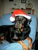 Rottweiler Foto: Unser Weihnachtsrotti (ID 17178) Rottweiler Hund
