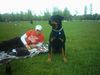 Rottweiler Foto: mein jimmy (ID 16391) Rottweiler Hund
