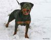 Rottweiler Foto: Aysel von den Nibelungen (ID 21797) Rottweiler Hund