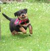 Rottweiler Foto: Amely de Chevalier- mit 8 Wochen (ID 32173) Rottweiler Hund