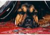Rottweiler Hund