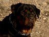 Rottweiler Foto: Andra vom Bislicher Damm jpg.2 (ID 10417) Rottweiler Hund