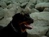 Rottweiler Foto: Andra vom Bislicher Damm (ID 10442) Rottweiler Hund