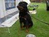 Rottweiler Foto: Tyson (ID 11042) Rottweiler Hund