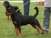Rottweiler Foto: Asmus v.d. Nibelungen 15 Monate (ID 21795) Rottweiler Hund