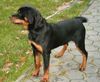 Rottweiler Foto: AYSCHA von der Hansestadt Bremen im Alter von 6 Monaten (ID 20191) Rottweiler Hund