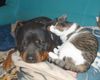 Rottweiler Foto: Wahre Liebe (ID 19004) Rottweiler Hund