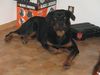 Rottweiler Foto: Hände weg vom Werkzeug! Jetzt wird gespielt! Blacky 10 Monate (ID 35458) Rottweiler Hund