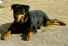 Rottweiler Foto: Bessy 12 Jahre alt, eine treue Freundin (ID 6028) Rottweiler Hund