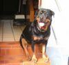 Rottweiler Hund