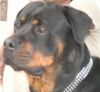 Rottweiler Hund