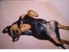 Rottweiler Foto: schnarch! (ID 15514) Rottweiler Hund