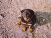 Rottweiler Foto: Hallo! (ID 15515) Rottweiler Hund