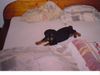 Rottweiler Foto: Hallo! (ID 15516) Rottweiler Hund