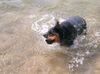 Rottweiler Foto: Rottweiler DONNA (ID 8020) Rottweiler Hund