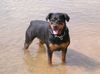 Rottweiler Foto: Rottweiler DONNA (ID 8021) Rottweiler Hund