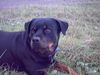 Rottweiler Foto: Baghira (ID 13359) Rottweiler Hund