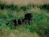 Rottweiler Foto: Baghira in den Kornblumen (ID 13401) Rottweiler Hund