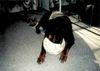 Rottweiler Foto: Baghira schläft auf dem Ball (ID 13358) Rottweiler Hund