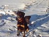 Rottweiler Foto: Baghira und Dana im Schnee (ID 13361) Rottweiler Hund