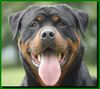 Rottweiler Hund