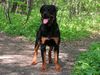 Rottweiler Foto: Benno von der Hansestadt Bremen (ID 21169) Rottweiler Hund