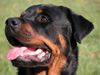 Rottweiler Foto: Benno von der Hansestadt Bremen (ID 21329) Rottweiler Hund