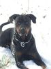 Rottweiler Hund