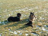 Rottweiler Foto: Hi Ich bin Stacy und meine Freunde Fibi und Chica (ID 28359) Rottweiler Hund