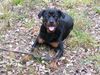 Rottweiler Foto: Für diesen Ast hat sich das kalte Bad gelohnt! Blacky von der Martinus (ID 35460) Rottweiler Hund