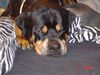 Rottweiler Foto (ID 14721) Rottweiler Hund
