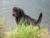 Rottweiler Foto: Darf ich ins Wasser? Tyson von der Martinus (ID 35461) Rottweiler Hund
