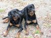 Rottweiler Foto: Reden die mit uns? Blacky + Tyson von der Martinus (ID 35463) Rottweiler Hund