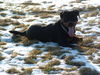 Rottweiler Foto: Hi Ich bin Stacy ....brrrrr...saukalt hier..smile (ID 28358) Rottweiler Hund