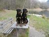 Rottweiler Foto: Ich glaub da schwimmt gerade unser Mittagessen vorbei ! Blacky + Tyson von der Martinus 10 Monate (ID 35464) Rottweiler Hund