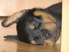 Rottweiler Hund