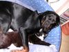 Rottweiler Foto: Unser Tyson mit einer seiner Katzen (ID 11393) Rottweiler Hund