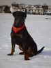 Rottweiler Foto: Valentino (ID 18646) Rottweiler Hund