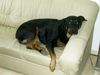Rottweiler Foto: Jerry (ID 15816) Rottweiler Hund