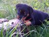 Rottweiler Foto (ID 29440) Rottweiler Hund