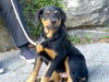 Rottweiler Foto: Wenn nur nicht diese Leine wäre, würde ich zum herrchen rennen der mich dahinten fotografiert (ID 35487) Rottweiler Hund