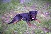 Rottweiler Hund