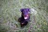 Rottweiler Foto: Meine geliebte Snoop (ID 21445) Rottweiler Hund
