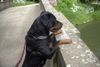 Rottweiler Foto: Meine geliebte Snoop (ID 21447) Rottweiler Hund