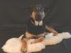 Rottweiler Foto: Odin Rottweiler - DSH Mix (ID 5922) Rottweiler Hund