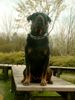 Rottweiler Foto: Rocco (ID 10751) Rottweiler Hund
