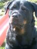 Rottweiler Foto: Und nocheinmal (ID 10945) Rottweiler Hund