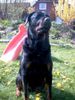 Rottweiler Foto: Und nocheinmal !!!! (ID 10946) Rottweiler Hund