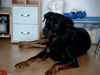 Rottweiler Foto: Mein süßer Opa (7 Jahre alt) (ID 21851) Rottweiler Hund